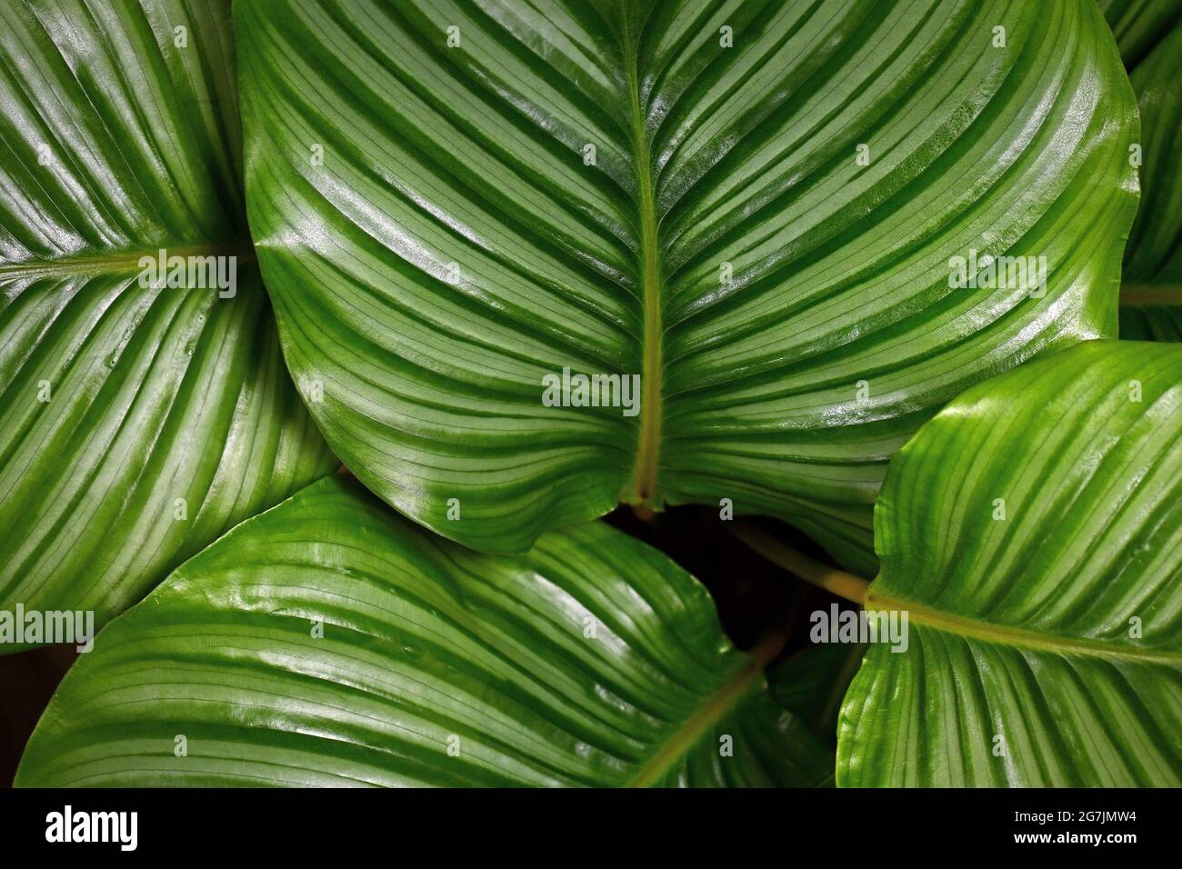 Red Prayer Plant Vs Calathea - Nyctinasty